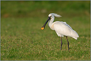 Alttier... Löffler *Platalea leucorodia*