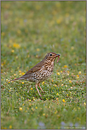 mit Beute... Singdrossel *Turdus philomelos*