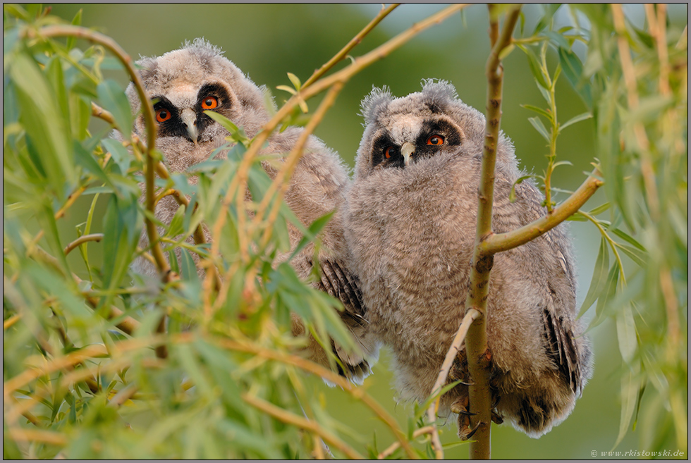 Nachwuchs... Waldohreulen *Asio otus*
