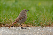 früher Vogel... Hausrotschwanz *Phoenicurus ochruros*