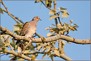 hoch im Baum... Turteltaube *Streptopelia turtur*, Vogel des Jahres 2020