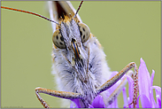 Leckerschlecker... Großer Perlmutterfalter *Argynnis aglaja*