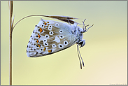 am Ruheplatz... Silbergrüner Bläuling *Polyommatus coridon*