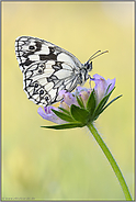 individuell verschieden... Schachbrettfalter *Melanargia galathea*