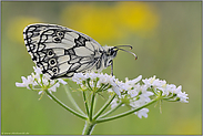 auf der Blumenwiese... Schachbrettfalter *Melanargia galathea*