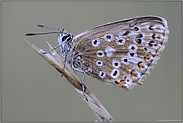 nach dem großen Regen... Silbergrüner Bläuling *Polyommatus coridon*