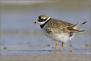 puups... Sandregenpfeifer *Charadrius hiaticula*