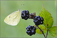 an Brombeeren...  Rapsweißling *Pieris napi*