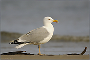 allgegenwärtig... Silbermöwe *Larus argentatus*