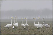 Versammlung am Niederrhein... Singschwäne *Cygnus cygnus*