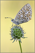 in 2. Generation... Himmelblauer Bläuling *Polyommatus bellargus*