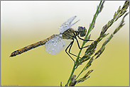 späte Flieger... Schwarze Heidelibelle *Sympetrum danae*