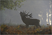 der Brunftschrei... Rothirsch *Cervus elaphus*