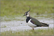 auf feuchten Wiesen "Vogel des Jahres 1996"... Kiebitz *Vanellus vanellus*