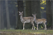 Kahlwild auf 8 Hufen... Damwild *Dama dama*