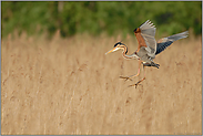 einfliegend... Purpurreiher *Ardea Pupurea*