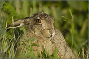 ganz gemütlich... Feldhase *Lepus europaeus*