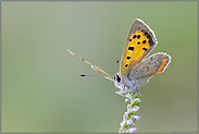 der Sonne entgegen... Kleiner Feuerfalter *Lycaena phlaeas*