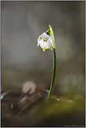 geheimnisvoll... Maerzenbecher *Leucojum vernum*