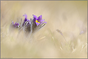 aufblühend... Kuhschellen *Pulsatilla vulgaris*