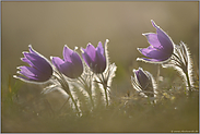 im Gegenlicht... Kuhschellen *Pulsatilla vulgaris*