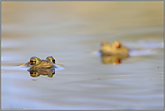 zur Laichzeit... Erdkröten *Bufo bufo*