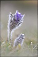 Abendstimmung... Kuhschellen *Pulsatilla vulgaris*