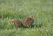 im frühen Morgenlicht... Rebhühner *Perdix perdix*