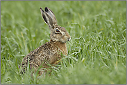 Mümmelmann... Feldhase *Lepus europaeus*