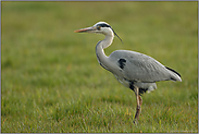 auf Fotodistanz... Graureiher *Ardea cinerea*