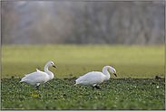 bei der Nahrungssuche... Zwergschwäne *Cygnus bewickii*