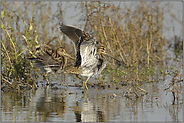 seltene Beobachtung... Bekassinen *Gallinago gallinago*