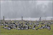 versammelt am Niederrhein... Nonnengänse *Branta leucopsis*