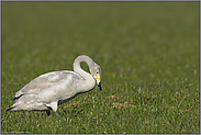 ein Jungvogel... Singschwan *Cygnus cygnus*