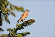 pflanzliche Kost... Bluthänfling *Carduelis cannabina*