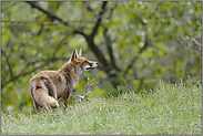 volle Aufmerksamkeit... Rotfuchs *Vulpes vulpes*