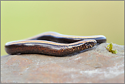 im Jugendkleid... Blindschleiche *Anguis fragilis*