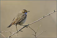 freigestellt... Blaukehlchen *Luscinia svecica*