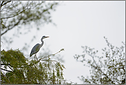 hoch im Baum... Graureiher *Ardea cinerea*