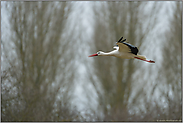 Überwinterer... Weißstorch *Ciconia ciconia*