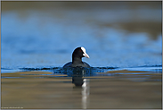 himmelblau... Blässralle *Fulica atra*