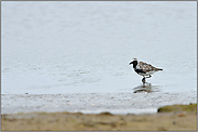 durchziehend... Kiebitzregenpfeifer *Pluvialis squatarola*