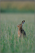 immer schön wachsam... Feldhase *Lepus europaeus*