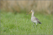 ziemlich hell... Uferschnepfe *Limosa limosa*