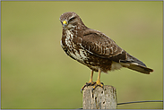 vollkommen schmerzlos... Mäusebussard *Buteo buteo*