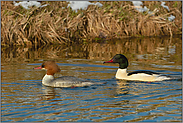 neulich am Fluss... Gänsesäger *Mergus merganser*