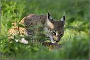 Beutespektrum... Eurasischer Luchs *Lynx lynx*