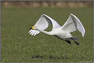 zu Gast am Niederrhein... Singschwan *Cygnus cygnus*