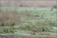 erste Sichtung... Ringdrossel *Turdus torquatus*