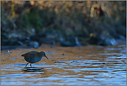 langer roter Schnabel... Wasserralle *Rallus aquaticus*